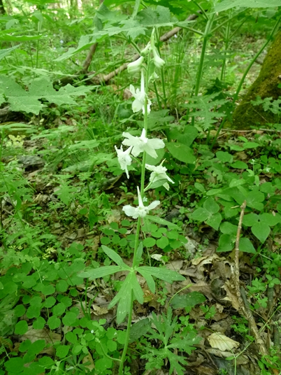 {Delphinium tricorne}
